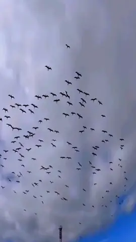 Like a rocket falling into the sea.#bird #animals #birdsofprey #birdsoftiktok #trendingtiktok 