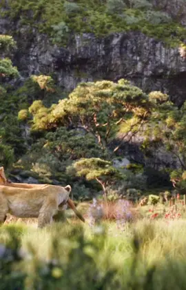 #fyp #lion #king #foryou 