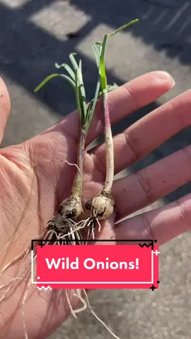 WILD ONION PARTY 🧅 Allium canadense is so dang good!! Be wary of lookalikes like Star of Bethlehem! Always smell test yer alliums ✨