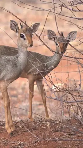 Kirks Dik-dik - Madoqua kirkii small brown antelope native to Eastern Africa and one of four species of dik-dik antelope, big eyes small horns big ears, grass eater