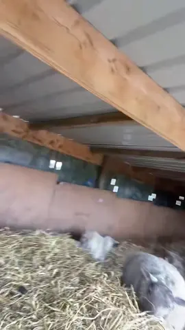 Just another day on the farm and another battle with my Muhammad!🥵🥵❣️❣️ #animals #sheep #rescue #fyp #family #sanctuary #funny 