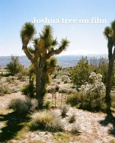 Joshua Tree on film. 