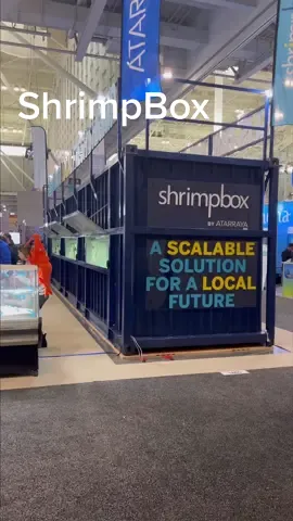 Shrimp farms in shipping containers, Shrimping Containers! I finally edited down my full recap of the ShrimpBox from SENA23 last week. ShrimpBox is a land-based shrimp farm aquaculture system designed entirely in a shipping container. They already have 8 containers up and running in #indianapolis with many more to come around the US soon. Very excited to see where this startup goes, this is exactly the kind of innovation the #bluerevolution is primed for. Music: As Leaves Fall, musician @iksonmusic. #fyp #foryou #fishtok #seafood #aquaculture #ras #shrimp #shrimpfarm #food #shrimpbox #startup #innovation #biology 