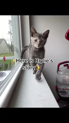 FIP treatment costs around $2,000 per cat and is a long treatment process. ❤️ Our rescue is currently treating 4 cats with FIP! We have raised $1,000 so far for these kitties treatement! If you have the means to, please consider donating so we can give these kitties the chance Brylie didn’t have. Or please consider shopping our Amazon wishlist and getting our FIP cat’s some special yummy squeeze up treats for after their daily shots. ❤️