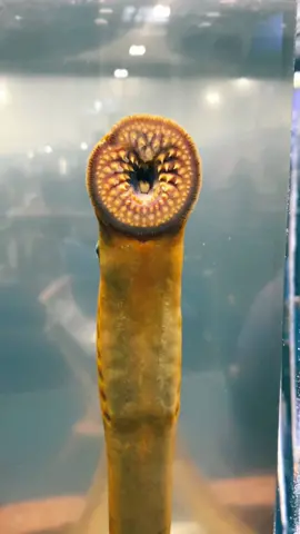 Sea lamprey #sealamprey #seacreatures #sea #fish #aquarium #ontariosea #eel #eelfish #NortonAtlantic #lake #lakeontario 