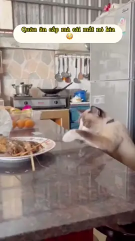 Cái mắt cái mắt nó kìa #xuhuongtiktok #xuhuong #meo #cat #meow #catsoftiktok #dongvat #yeudongvat #funny #funnyvideo #fyp #foryou #haihuoc #thucungvuinhon #pet #thucung #dangyeu #cute #viral 
