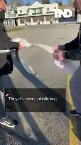 Good Samaritans help seagull tangled in plastic bag #animal #animals #animalrescue #animalrescuer #rhodeisland