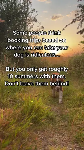 When our guests ask if we are dog friendly we say.. absolutely YES!! #ukstaycation #dogfriendly #dogswelcome #dogholiday#staycationintheuk #uktravel 