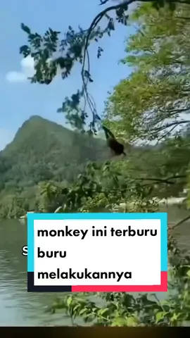 sepertinya dia baru belajar #monkeyplaying #videotiktoklucu #tiktokanimal #tiktokvideobabymonkey #videotrending #fyp 