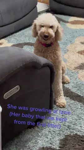 I swear Grace is not just a dog…she is more human than some people I know. The head nod when I aksed her if she was going to be nice 😂 #GracieDoodlesCT #goldendoodle #doodle #smile #puppy #doodlesoftiktok #goldendoodlesoftiktok #breeder #badassbreeder 