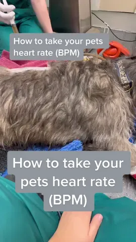 How to take your pets heart rate 💜 I would practice this on your pet so you know how their pulses normally feel and what their heart rate normally is. Then in an emergency you know what you are doing and what is normal for your pet.  Feel their pulses either directly over their heart, inside their back leg (the femoral artery), or on the back of their front leg (their wrist) behind their dew claw.  Count the beats for 15 seconds and then Times X this number by 4 to get their heart rate (BPM/Beats per minute) 💜 #theveterinarynurse #veterinarynurse #petfirstaid #heartrate #dogfirstaid #bpm #poorlydog #poorlydogs #emergency #dogsoftiktok #dogs #doglover #catsoftiktok #catlovers #petowner #firstaid #firstsidtraining #petfirstaidinstructor #howtotiktok #howto 