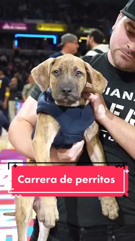 🤩 El mejor video que veras hoy: carrera de perritos 🐶😍🥰  📹: @pacers   #NBA #pacers #dogs #TikTokDeportes 