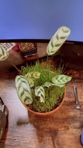 Thought itd look cool. I mean it does but what the fuck  #plants #grass #plantsoftiktok #planttiktok #oregon #pnw 