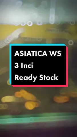 Ready Stock Asiatica WS Pure 💪 Dot cun2 sobatt, Harga Mur2 jah jange rusing Berminat Kasi Deringg 🔥🥵 #CapCut #ajbettamache #channa #channaasiatica #channalimbata #channamalaysia🇲🇾  #asiaticawhitespot #channaindonesia #fyp #fypシ 