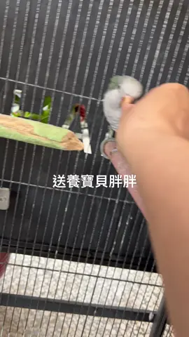 今天把胖胖送養了 自己體驗過人生很多的痛苦 要開始學習把這些人生的痛苦 轉換成是宇宙老天爺給我體驗 也希望這些體驗跟經驗可以幫助 更多需要幫助的人 #憂鬱症 #恐慌症 #纖維肌痛症