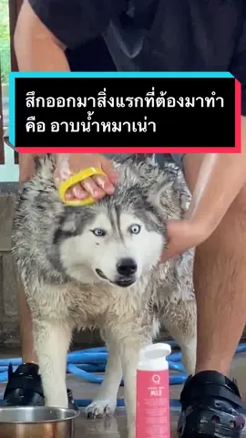 หลังจากสึกออกมาสิ่งแรกที่ต้องทำคือ อาบนำ้หมาเน่า  #ไซบีเรียนเป็นหมาตลก #ไซบีเรียน #จุ๊บเหม่งมีอะไร #ข้าวจ้าวหมากวนตีน #สัตว์โลกน่ารัก #น้องหมาน่ารัก #ฟีดดด #สัตว์เลี้ยงของฉัน #คลิปสัตว์เลี้ยง #หมาตัวโปรด #หมาดื้อ #สัตว์เลี้ยงน่ารัก #รวมคลิปสุนัขน่ารัก #คลิปหมา 