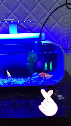 #aquariumfullset #aquarium #terlaris 