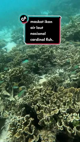 Mari bermain bersama CARDINAL FISH. . Pantai Bontolan, Kabupaten Banggai Laut, Sulawesi Tengah. . #fyp #fypシ #ikanhias #cardinalfish #pantai #indonesia #sulawesi #sulawesitenggah #banggailaut 