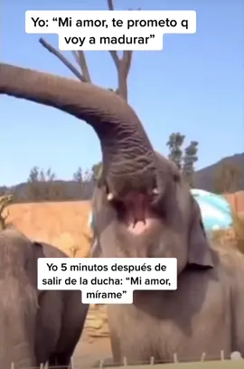 #parati #fyp #fypシ゚viral #fypage #fypシ #fyyyp #video #animales #humor #trompa #elefante 