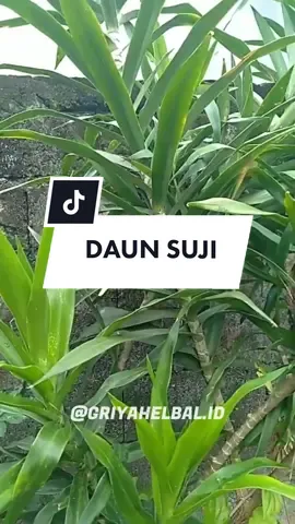 SUJI - Suji, suji hijau, daun suji (Dracaena angustifolia) adalah tumbuhan perdu tahunan yang daunnya dapat dimanfaatkan sebagai pewarna hijau alami untuk makanan. Selain dimanfaatkan sebagai pewarna, tumbuhannya biasa ditanam di pekarangan karena bentuknya yang indah dan bunganya yang menyebarkan aroma wangi, terutama pada sore hari #daunsuji #suji #sujihijau #pewarnaalami #tumbuhanperdu #kesehatan #tanamanherbal #tanamanobat #obatherbal #jamu #herbal #griyaherbal #masukberanda #masukberandafyp #beranda #berandatiktok #fypシ #JurusJituGlowing #KelayaBubblePop #fyp #fypage #foryou #metoosmile 
