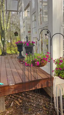 Sunshine and bird songs☀️🐦🎶 #greenhouse #spring #DIY #foryou #greenhouseofticktok #flowerfarm #flowers #cottage #gardening #mycountryhome #farmlife #vintagewindowgreenhouse #blooms #glasscottage #flowerhouse #Outdoors 