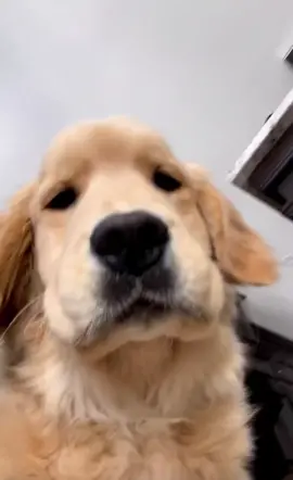 chubky boi is giving you kisses through the screen  #puppies #puppylove #pup #puppiesofinstagram #goldenpupcrew #goldenretieversofinstagram #goldenretrieversoftiktok #goldenretriever #goldenretriever #goldenretrieverlife #goldenretrieverpuppy #puppiesoftiktok #puppytiktok #goldenpuppyfun #goldenretrievers #dog #doggiesofthe_instaworld #dogsofcanada #dogs #doglover #dogloversoftiktok #dogloversofinstagram #doglovers 