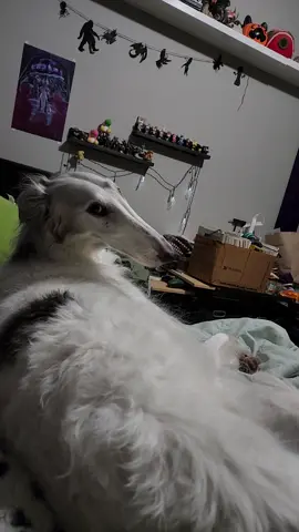 The chomps continue. It's the big sigh and the little chomp for me #borzoi #borzoisoftiktok #dogsoftiktok #sighthound #chomp 