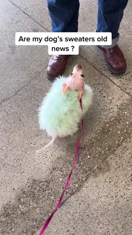 Old news but OMG so cute 🦚🦚#dogs #dogsoftiktok #dogtok #hairlesschihuahua #dogparents #dogfaahion #chihuahuastiktok #puppies #dog #hairlessdog 