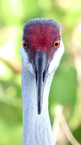 Sandhill Crane 👁️‍🗨️📍👁️‍🗨️ #sandhillcrane #nictatingmembrane #animaleyes #birdeyes #eyeblink #blink #natgeotiktok #wildlife #wildlifephotographer #birdvideo #funnyanimals #cuteanimals @canonusa @audubonsociety @animalplanet @bbcearth @discovery @hbo @rode 