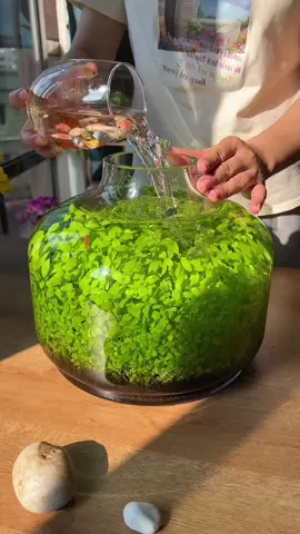 I made another water grass tank.💕#foryou #foryoupage #fishtanks 