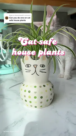 Replying to @shannonkaia5 Here are 5 cat-safe house plants! #cats #pets #nontoxic #plants 