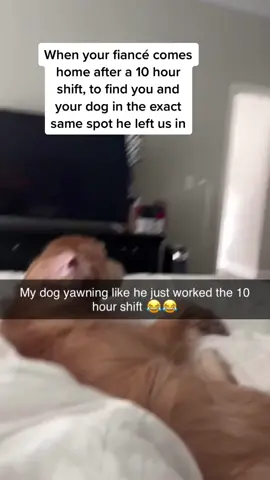The dog’s face at the end 😭😭😭 (@Savvy Mae via @collab) #pubity 