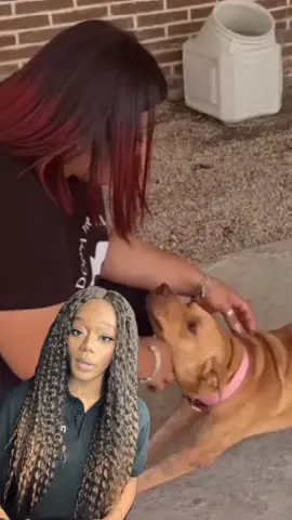 Actualización: Caso de zoofilia en Panamá Los defensores de los animales aprovecharon la oportunidad para pedir justicia a las autoridades por Bailey.  #CasaTuMañana