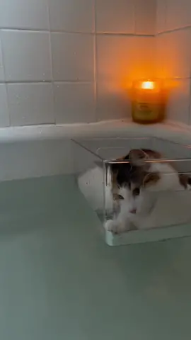 Bath time for the baby #cats #kitten #funny #luxury #viral #bathroom 