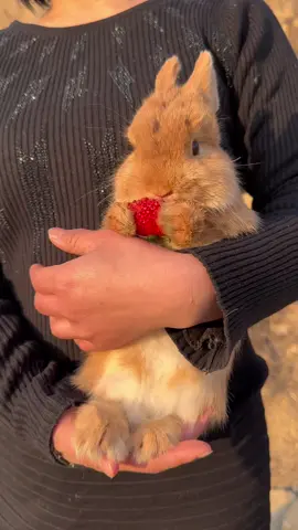 #cute#rabbit