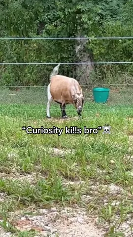 Bro looks energetic afterwards 😭 #goat #sheep #farm #razershappy4u #fun #meme #viral #foryou 