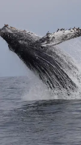 Somebody hit the breach button😳✅ Whales breach for several reasons and we absolutely love watching them do it! 🐳Book now using link in bio🎉 #whalewatching #whale #tail #humpbackwhale #breach #jump #fly #low #news #media #lunges #wildlife #montereycalifornia #coast #cali #sun #fun 