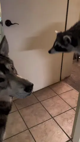 Chief & Pearl 🤣😂 a unique relationship ❤️😂 love & hate #dirtyfloordontcare #raccoonsoftiktok  #wolfdog #raccoonlife #bffgoals #callofthewild #naturevsnurture #woof 