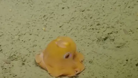 dumbo octopus🤯🤯💕