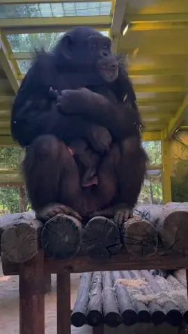 Mommy’s love is the best precious 🫶🫶#monkeyvideos #lovelymonkeyvideo #animalsoftiktok #chimpanzees 