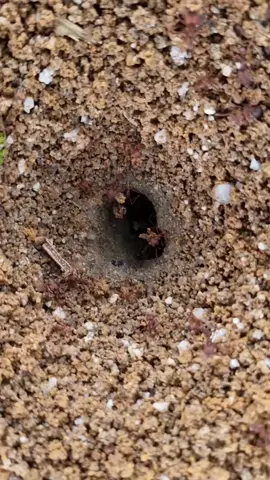 Formigas, incansáveis, tirando grãos/areia do formigueiro... #formigas #natureza #animais #curiosidades 