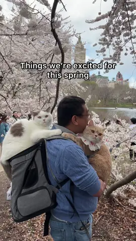 Are you excited for spring? Feandrea/Songmics Home @songmicshome has launched their Spring Campaign on songmics.com with 25% off sitewide with code SPRING. #feandrea #songmicshomespring #catsoftiktok #petsoftikok #cats #foryoupage #foryourpage #spring