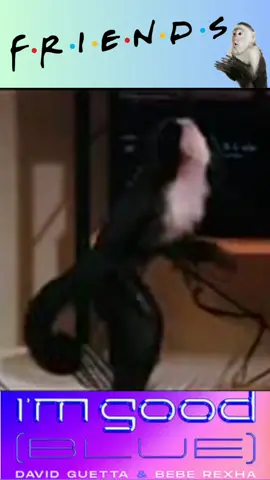 #marcelthemonkey  gets Ross, Joey, Chandler #grooving to #imgood #blue #friends #friendstvshow #friendstvseries #beberexha #davidguetta #imgoodblue #music #parody #funny #funnyvideos #tiktokreels #monkey #funnyanimals #tvshow #tvscene #comedysitcom #musicvideo #friendsreunion #rossandrachel #comedyvideo #fypシ #dance #dancing #tiktokcomedy #funnymonkey #monkeylove #lol #sitcom #tvsitcoms #musicscene #imgoodblueremixdaveguetta 