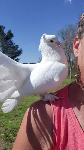 Miss Sprite  #petpigeon #pigeonlovers #pigeonsoftiktok #pigeon #indianfantailpigeon #indianfantail #fantail #whitepigeon 