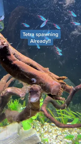 Not sure what to do but ill update you guys! #tetra #neontetra #fishbreeder #aquascape #aquarium #fishtok #plantedtank #fishtank 