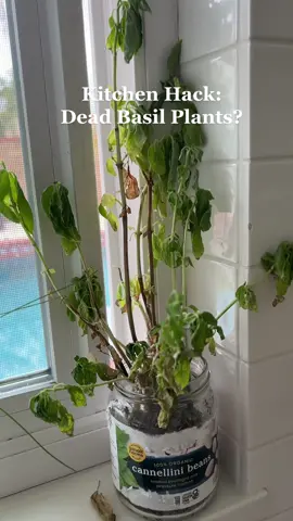 Don’t throw away that dead basil plant—do this instead! | #kitchenhack #CookingHacks #basilplant #foodtiktok 