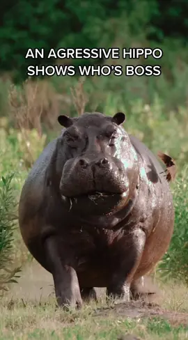 An agressive hippo shows who’s boss whilst out on a game drive in Botswana’s incredible Okavango Delta. #fyp #wildlife #botswana #travel #hippopotamus #africa