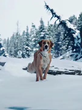 Episode 1 | How a pet dog transformed into a wolf king?#fypシ #foryou #movie 