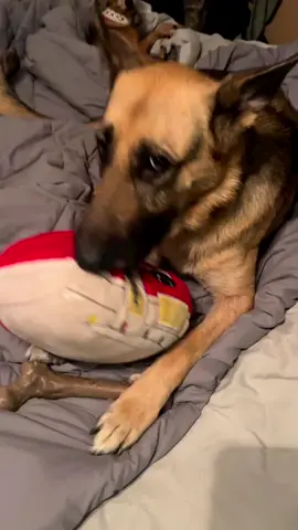 Here is something I love. My bestest girl Zelda. 🐾 #germanshepherdmum #dogmumclub #gsdservicedogs #germanshepherdmom #gsdlife 