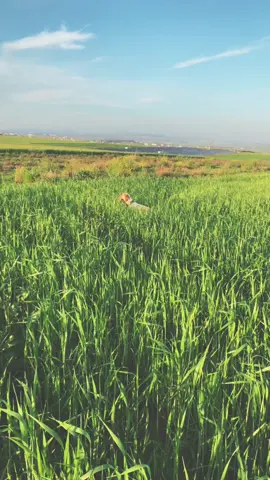 Paola #englishsetter #englishsettersoftiktok #dog #dogsoftiktok #pointingdog #training #dogsthathunt 
